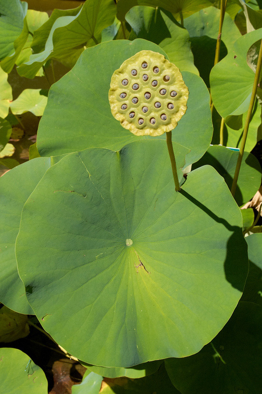 2012 08 07 Linz Botanischer Garten 044