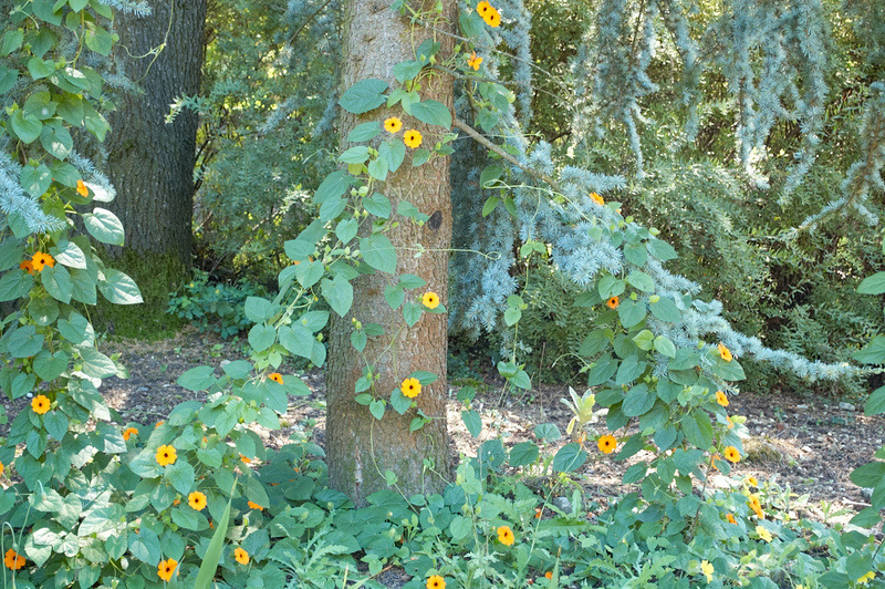 2012 08 07 Linz Botanischer Garten 083