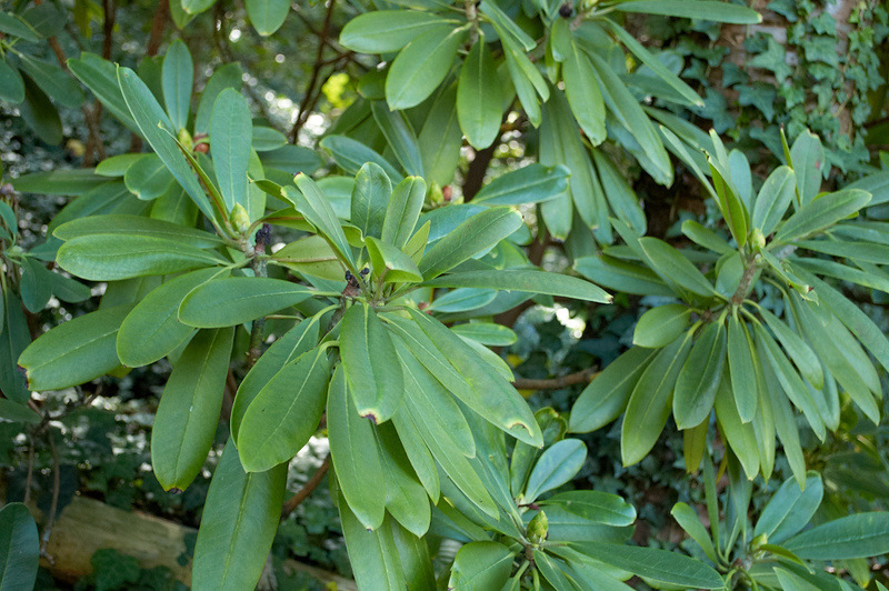 2012 08 07 Linz Botanischer Garten 198