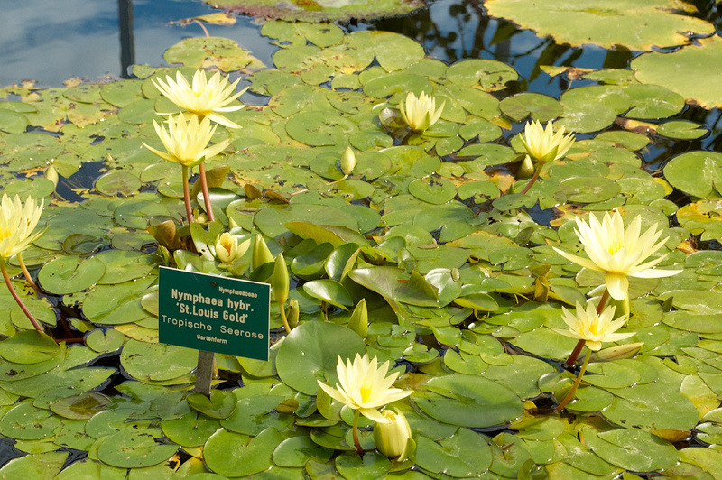 2012 08 07 Linz Botanischer Garten 599