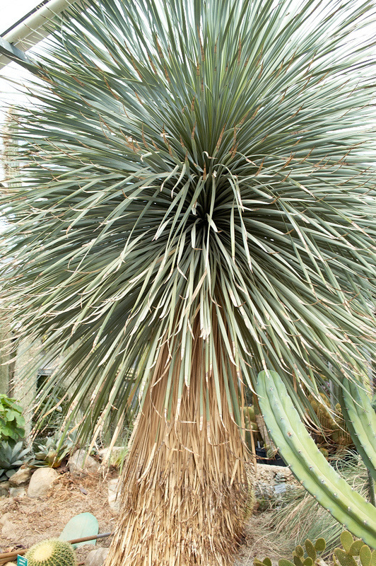 2012 08 07 Linz Botanischer Garten 629