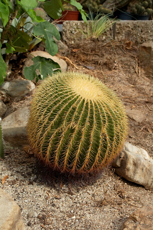 2012 08 07 Linz Botanischer Garten 631