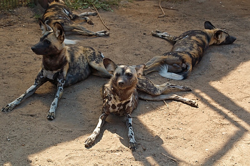 2015 08 09 Minsk ZOO 1100
