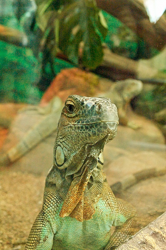 2015 08 09 Minsk ZOO 1369