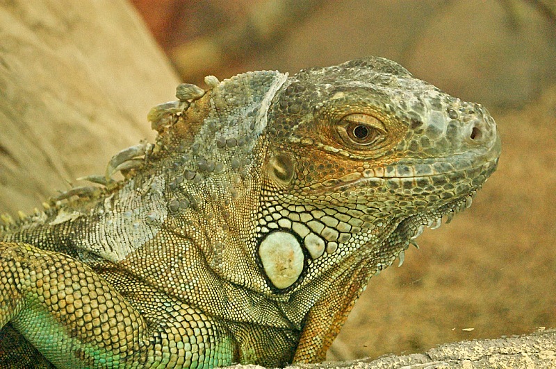 2015 08 09 Minsk ZOO 1382