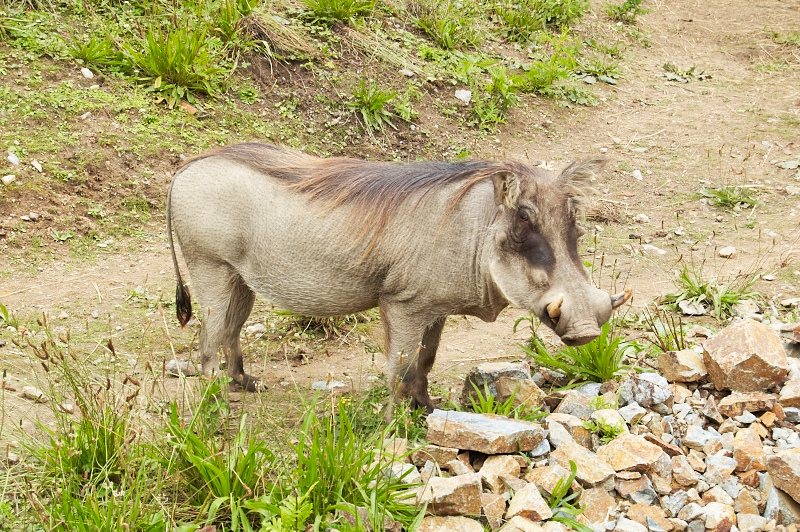 2011 07 29 Plzen ZOO 014