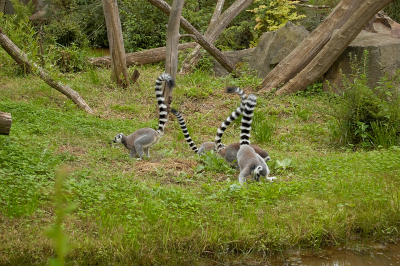 2011 07 29 Plzen ZOO 317