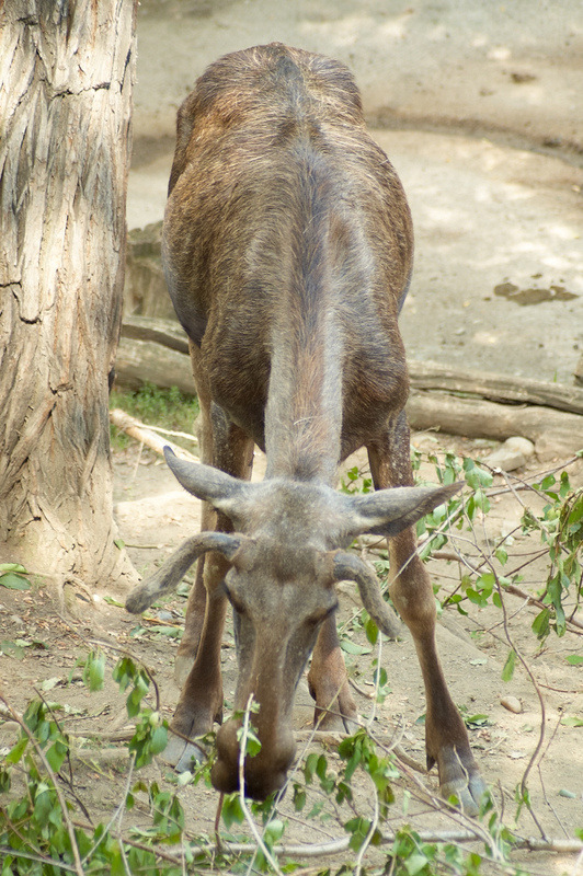 2012 08 12 Praha ZOO 0096