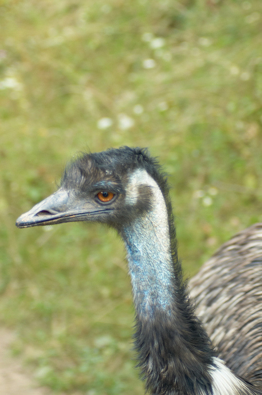 2012 08 12 Praha ZOO 0529