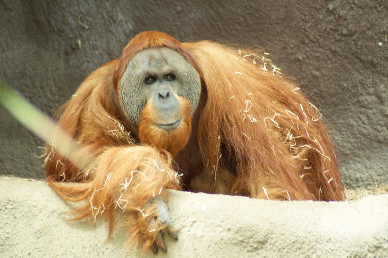 2012 08 12 Praha ZOO 0618