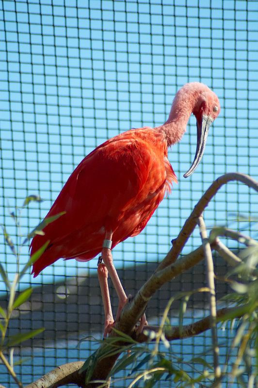 2012 08 12 Praha ZOO 0971