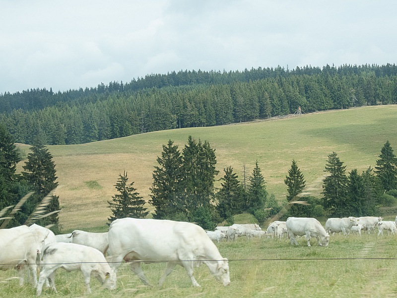 2018 07 12 Zwickau 0004m