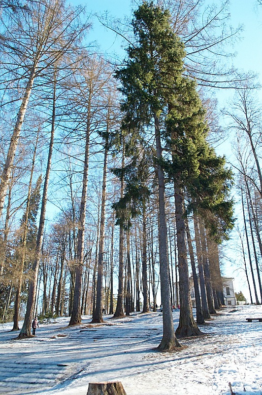 2015 03 15 Serednikovo 439