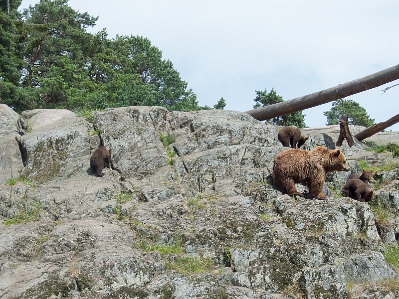 2017 07 07 KolmordenZOO 152e