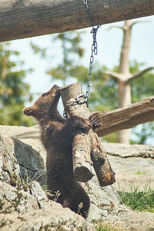 2017 07 07 KolmordenZOO 167