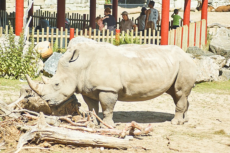 2017 07 07 KolmordenZOO 577