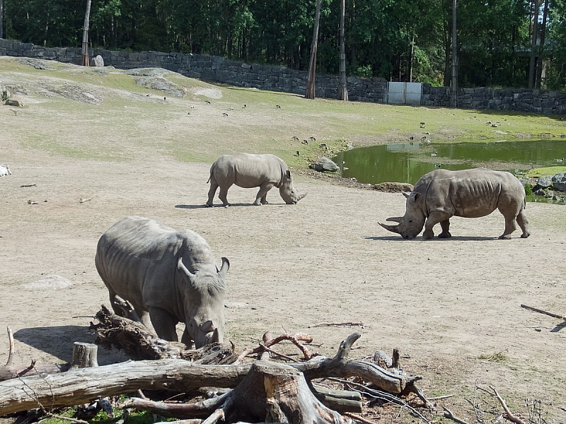 2017 07 07 KolmordenZOO 584e