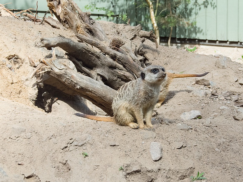 2017 07 07 KolmordenZOO 694e