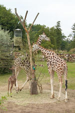 2011 07 29 Plzen ZOO 032