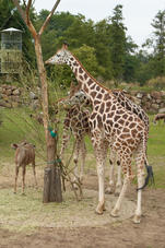 2011 07 29 Plzen ZOO 036