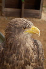 2011 07 29 Plzen ZOO 232