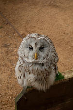 2011 07 29 Plzen ZOO 241