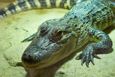 2011 07 29 Plzen ZOO 305