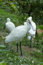 2012 08 12 Praha ZOO 0011