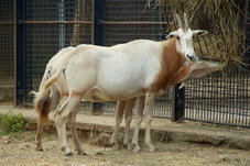 2012 08 12 Praha ZOO 0053