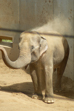 2012 08 12 Praha ZOO 0193