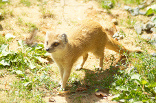 2012 08 12 Praha ZOO 0338