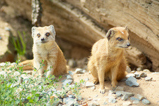 2012 08 12 Praha ZOO 0348