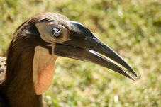 2012 08 12 Praha ZOO 1111