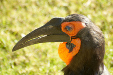 2012 08 12 Praha ZOO 1114