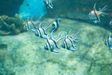 2012 03 09 Oceanarium 146