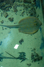 2012 03 09 Oceanarium 168