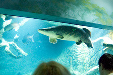 2012 03 09 Oceanarium 206