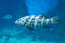 2012 03 09 Oceanarium 223
