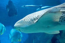 2012 03 09 Oceanarium 227