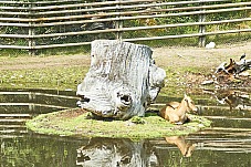 2017 07 07 KolmordenZOO 215