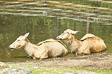 2017 07 07 KolmordenZOO 218