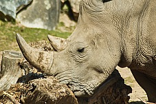 2017 07 07 KolmordenZOO 580