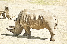 2017 07 07 KolmordenZOO 582