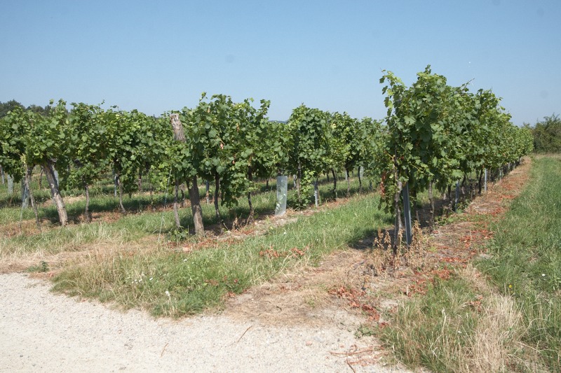2009_08_21_Retz_136.jpg