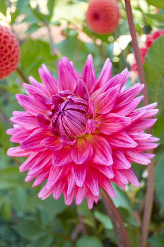 2012 08 07 Linz Botanischer Garten 021