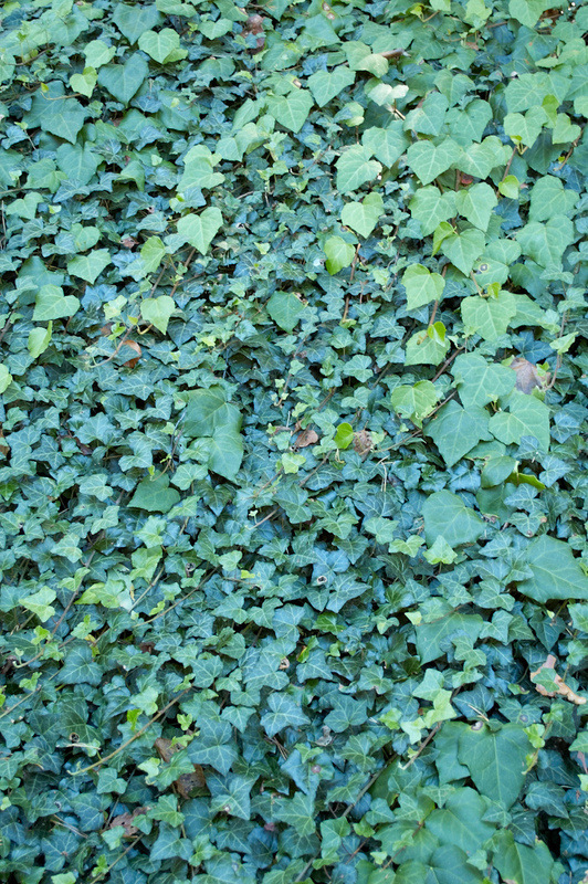 2012 08 07 Linz Botanischer Garten 192