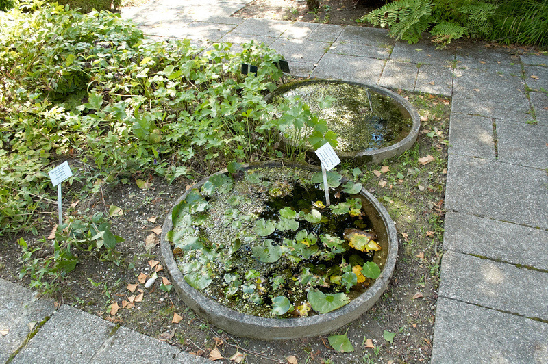 2012 08 07 Linz Botanischer Garten 406