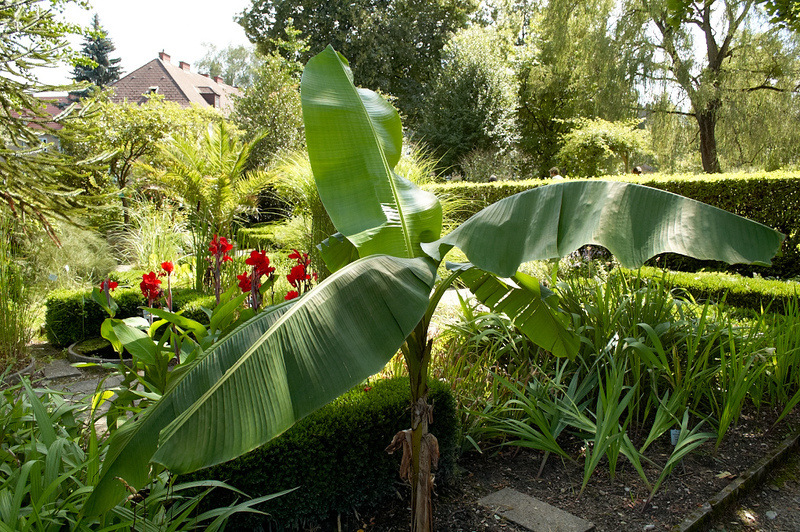 2012 08 07 Linz Botanischer Garten 427