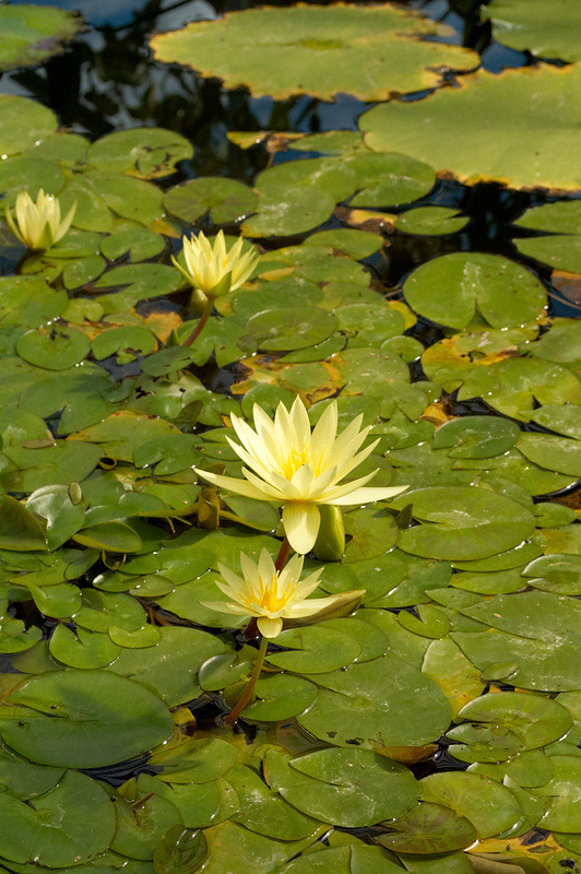 2012 08 07 Linz Botanischer Garten 595