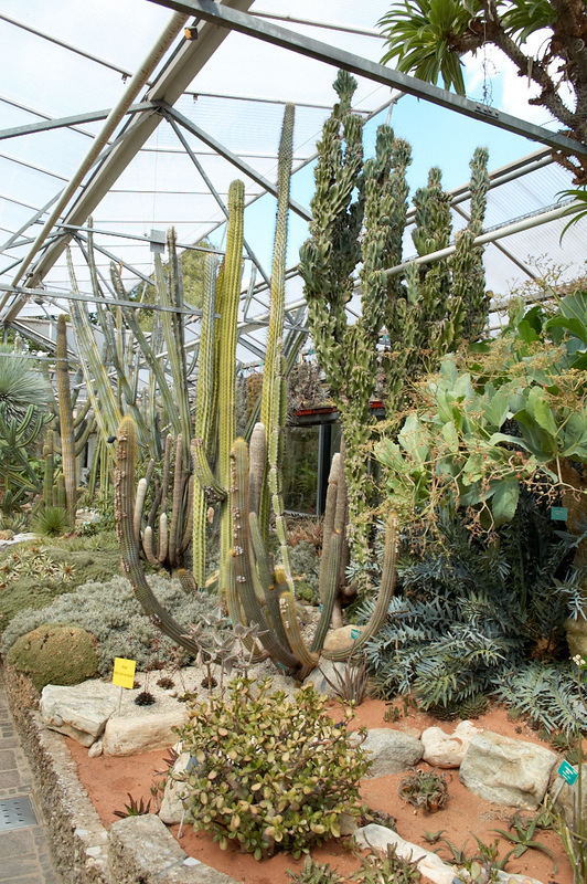 2012 08 07 Linz Botanischer Garten 611